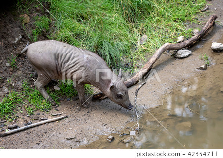 Babirusa Celebes (Babyrousa babyrussa) Babirusa Celebes (Babyrousa babyrussa) 42354711