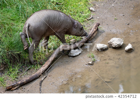 Babirusa Celebes (Babyrousa babyrussa)  42354712