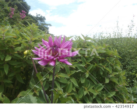 Semi-Cactus dahlia pink flowers 42354917