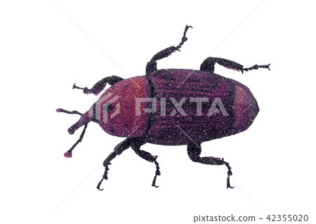 Weevil. Isolated on white background. Vector Weevil. Isolated on white background. Vector 42355020