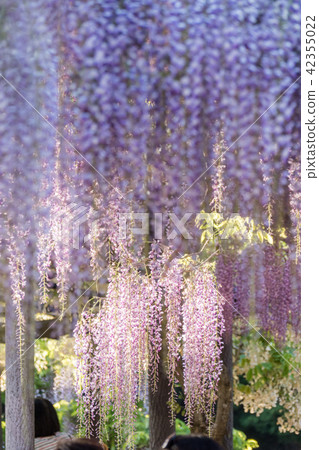 Shiroi Omachi Fuji Park 42355022