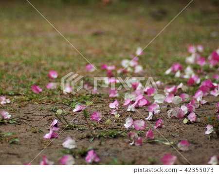 natural pink white dried flowers leaves leafs fall 42355073