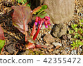 Early Spring Material · Unusual Princess Himalaya Yukinoshita's Red Bud · Horizontal Position 42355472