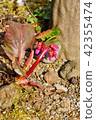 Material · Hime Primitive Himalaya Yukinoshita red bud / early spring vertical position 42355474