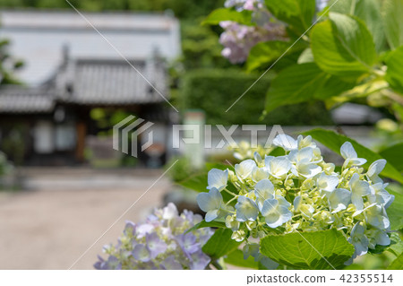 Temple of hydrangea Kuchiji Temple of hydrangea Kuchiji 42355514