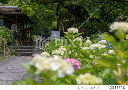 Temple of hydrangea Kuchiji Temple of hydrangea Kuchiji 42355518