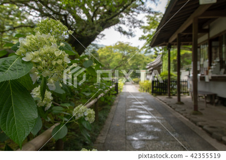 Temple of hydrangea Kuchiji Temple of hydrangea Kuchiji 42355519