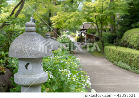 繡球花Kuchiji寺廟 42355521