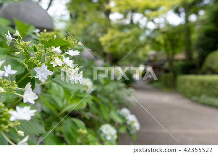 繡球花Kuchiji寺廟 繡球花Kuchiji寺廟 42355522