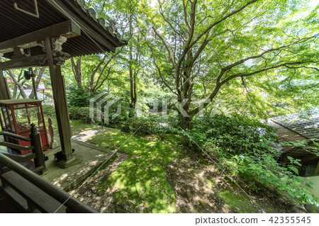 Temple of hydrangea Kuchiji Temple of hydrangea Kuchiji 42355545