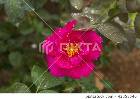 Arao-shi Ooyai citizen flower bed, rose flower, 42355546