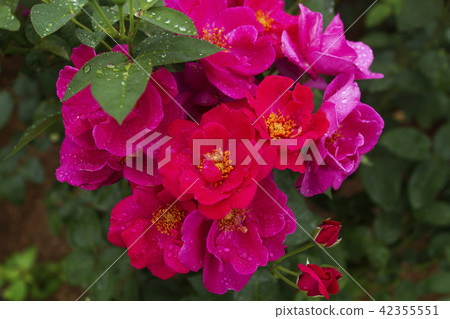 Arao City Ominous Citizen Flower Bed Rose Flower, 42355551