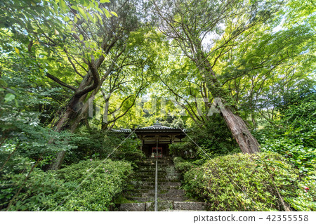 Temple of hydrangea Kuchiji 42355558