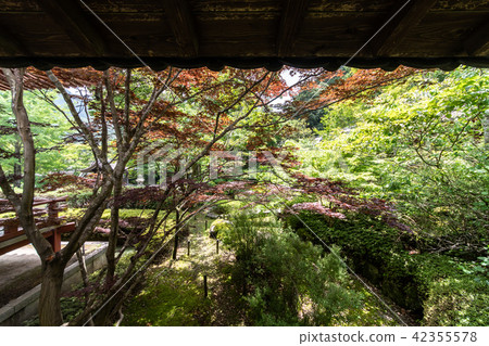 Temple of hydrangea Kuchiji Temple of hydrangea Kuchiji 42355578