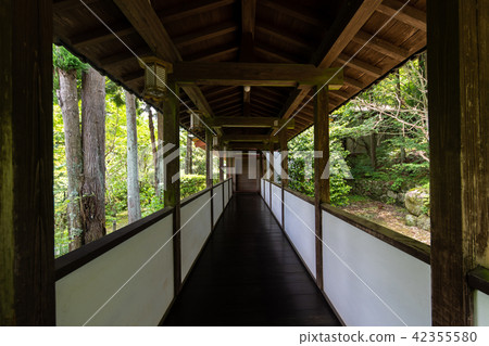 繡球花Kuchiji寺廟 繡球花Kuchiji寺廟 42355580
