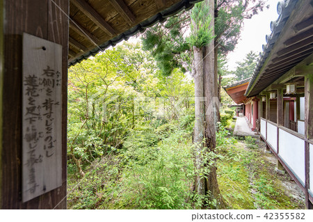 繡球花Kuchiji寺廟 42355582