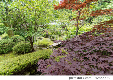 Temple of hydrangea Kuchiji Temple of hydrangea Kuchiji 42355589