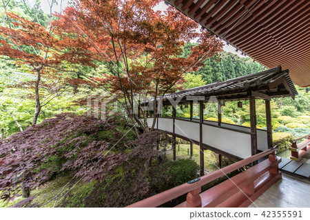 Temple of hydrangea Kuchiji 42355591