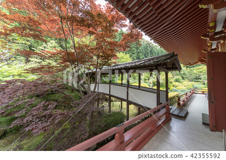 Temple of hydrangea Kuchiji Temple of hydrangea Kuchiji 42355592