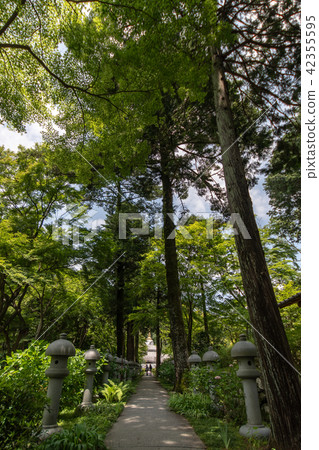 Temple of hydrangea Kuchiji 42355595