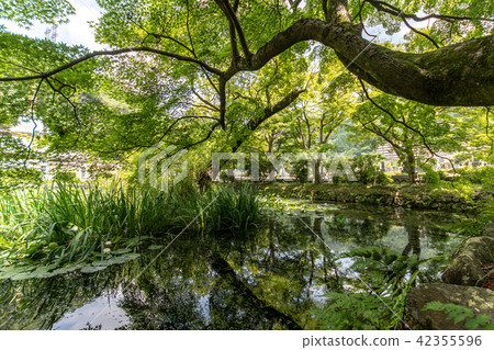 繡球花Kuchiji寺廟 繡球花Kuchiji寺廟 42355596