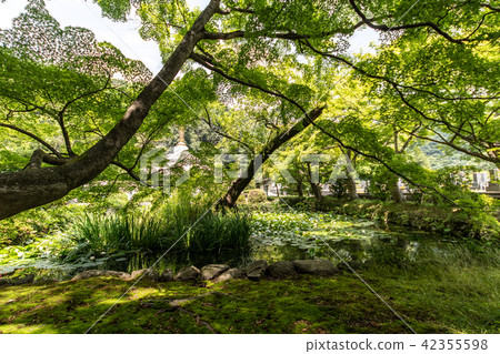 Temple of hydrangea Kuchiji Temple of hydrangea Kuchiji 42355598