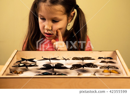 Little Girl Researching Entomology Collection of Tropical Butterflies 42355599