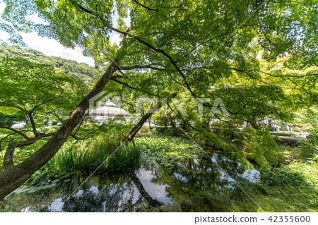繡球花Kuchiji寺廟 42355600