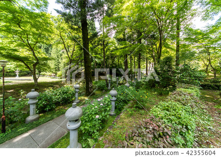 Temple of hydrangea Kuchiji 42355604