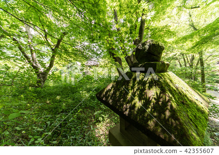 Temple of hydrangea Kuchiji 42355607