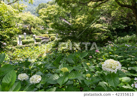 Temple of hydrangea Kuchiji Temple of hydrangea Kuchiji 42355613