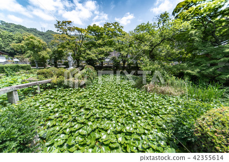 繡球花Kuchiji寺廟 42355614