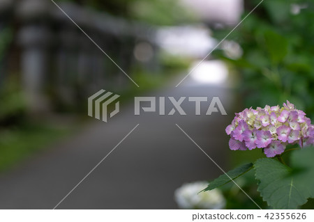繡球花Kuchiji寺廟 42355626