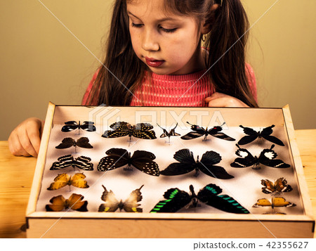 Little Girl Scrutinizes Entomology Collection of Tropical Butterflies 42355627