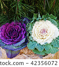 New Year material · Bright leaf of Kadomatsu Peony two colors · square 42356072