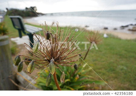 種子植物沿著海岸 種子植物沿著海岸 42356180