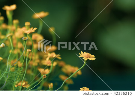 beautiful yellow daisy flowers blooming beautiful yellow daisy flowers blooming 42356210