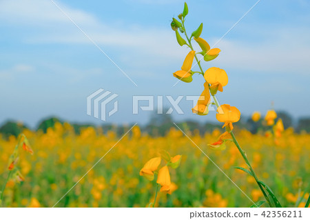 yellow sunhemp flower in nature. Crotalaria yellow sunhemp flower in nature. Crotalaria 42356211