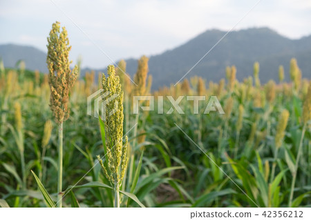 beautiful flower of corns blooming in field beautiful flower of corns blooming in field 42356212