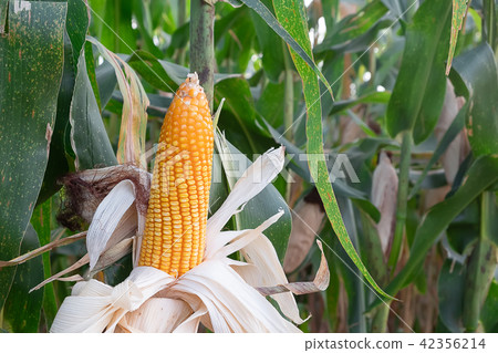 closeup beautiful corns blooming in field closeup beautiful corns blooming in field 42356214