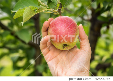 Apple harvest time 42356946