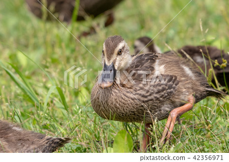 加利福尼亞Adachi Park Adachi-ku,東京的父母和幼兒 加利福尼亞Adachi Park Adachi-ku,東京的父母和幼兒 42356971