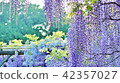 Background material of early summer flowers and trees · Wisteria flower buds of wisteria trees · Horizontal position 42357027