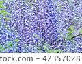 Flower tree background material of early summer · Fuji flower bud of wisteria trellis · Horizontal position solid 42357028
