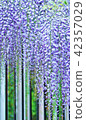 Flower tree background material of early summer · Fuji flower bud of wisteria trellis · Vertical position 42357029