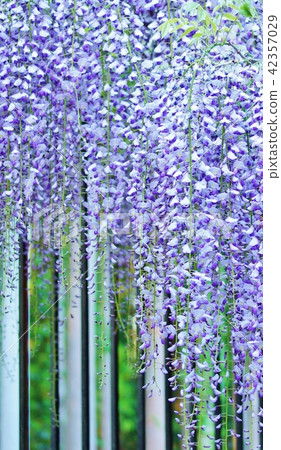 Flower tree background material of early summer · Fuji flower bud of wisteria trellis · Vertical position 42357029