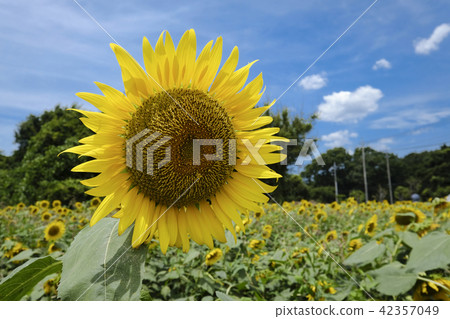 Summer sunflower 42357049