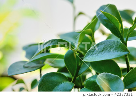 Namiaguha's Egg (Kumquat's Leaves Back) 42357331