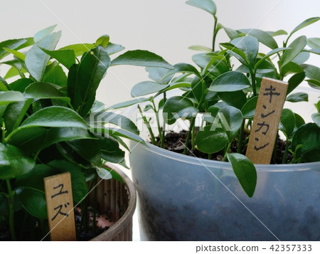 Namiagoeha egg (Yuzu leaf table and kumquat leaves) 42357333
