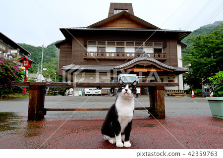 Hot Spring Street and Cat Nichinose Hot Spring Banpei Hot Hot Spring Street and Cat Nichinose Hot Spring Banpei Hot 42359763